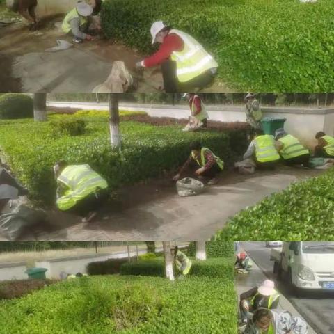 青龙县园林绿化服务中心工作周报（2023.5.20-5.26）