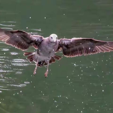闽西首次发现黑尾鸥水鸟！