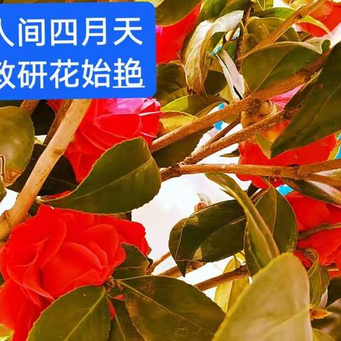 最美人间四月天  云端教研花始艳