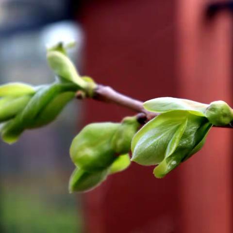 春已半   又清明