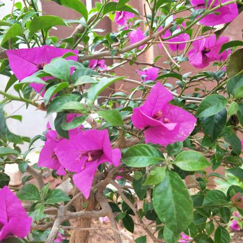 一花·一菜·一世界