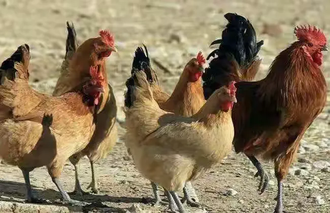 优质品种固始鸡