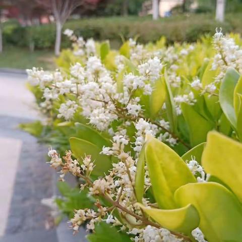 南池偶感