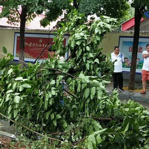 抚宁区园林局顶风冒雨及时清理树障