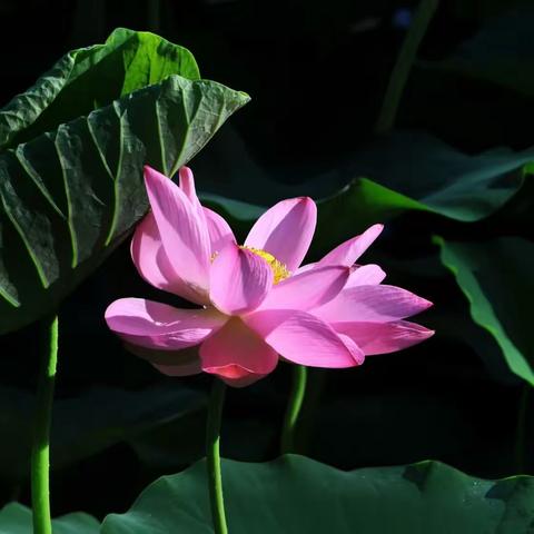 荷花盛开夏日浓