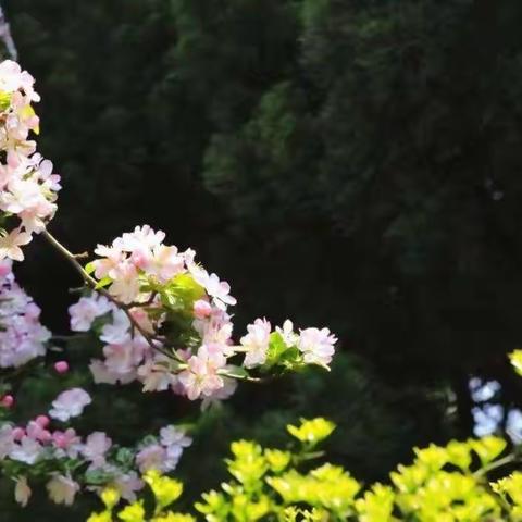 【业精于勤荒于嬉，行成于思毁于随】记十七中东校区康静敏老师的抗“疫”教学日记