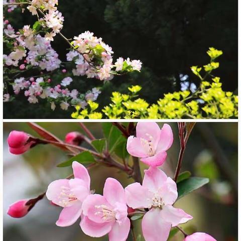 春风化雨，润物无声 | 焦作市第十七中学东校区李昂老师的抗“疫”日记