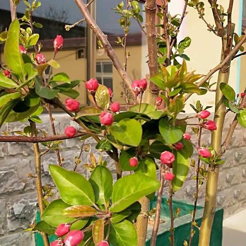 疫情隔不断师生情，屏幕挡不住上进心                                           ———大洋乡东片基地教研