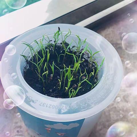 拔萝卜的故事—记小二班第三次妈妈故事团