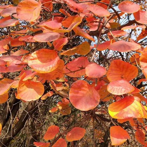 19年秋天莲花山，秋叶五彩斑斓。