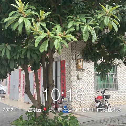 龙田街道“四害消杀”监理工作汇报（2022.11.11）