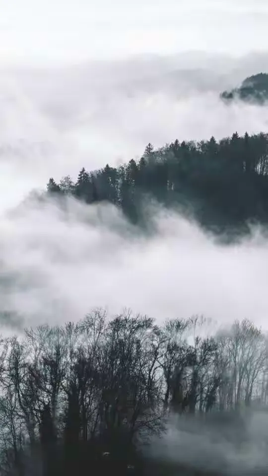 “晓雾将歇，猿鸟乱鸣；夕日欲颓，沉鳞竞跃”，试用形象的语言描绘其画面。