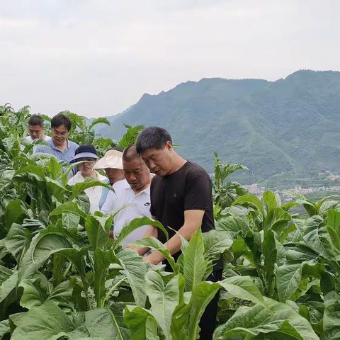 红塔集团昭通卷烟厂到镇雄调研当前烤烟生产