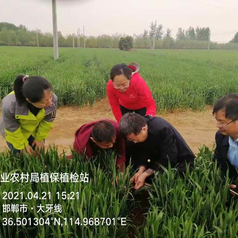 河北省植保植检总站测报科勾建军科长一行广平县指导小麦条锈病监测防控工作