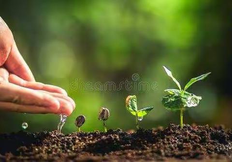 麟绛小学三5班综合实践活动之——种子成长记