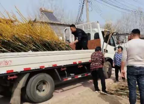 李台镇：全域环境大整治 春季植树正当时