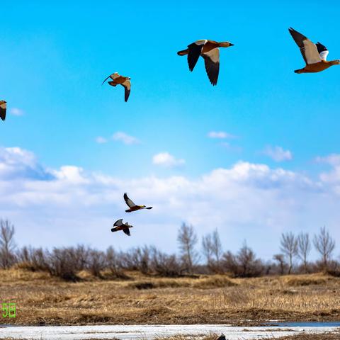 冰雪消融，万物复苏，春天如约而至，南老河的潺潺流水，又开始吸引了各种各样的鸟儿们安家落户，严冬结束了