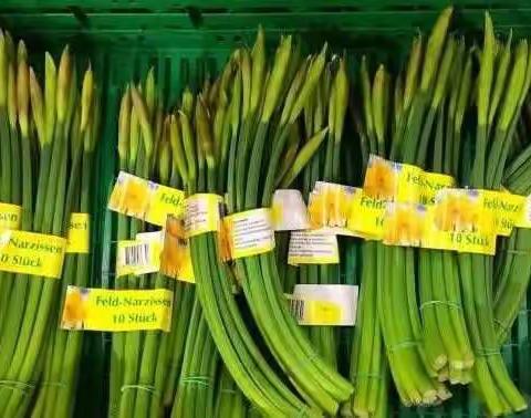 黄水仙不是蒜苔,千万别误食