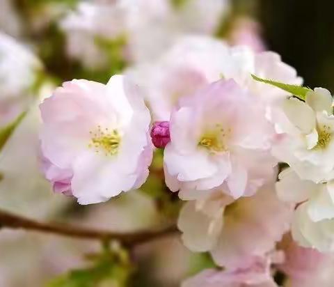 一字开花 花香满路——一年十班识字积累