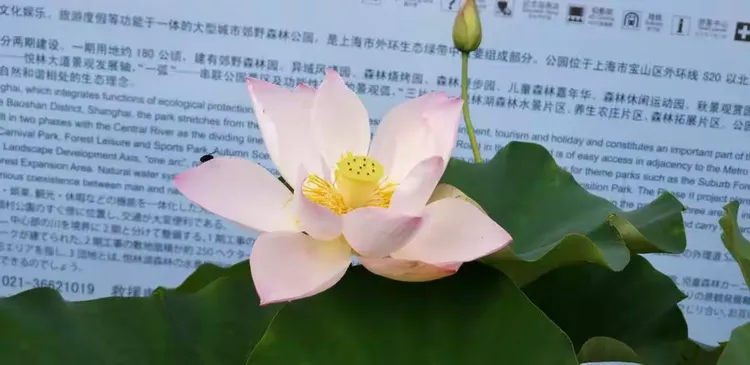 盆栽荷花种植视频教程全集