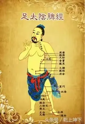 足太阴脾经
