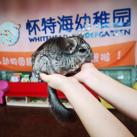 大连幼儿园行业最新动态：教育质量与设施升级