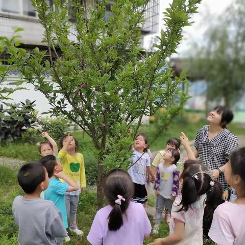 校园育桃李 累累硕果香 ——柏林幼儿园中一班夏季采摘节