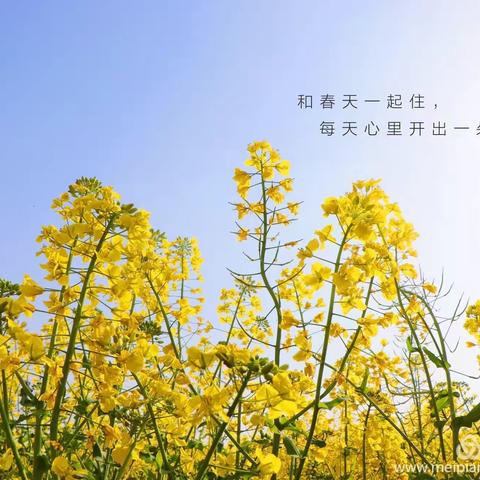 中一班清明节活动