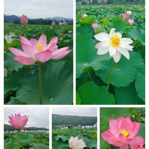 凝心聚力抓落实  六校联考提质量               ——“雨露”协作型教育集团联考
