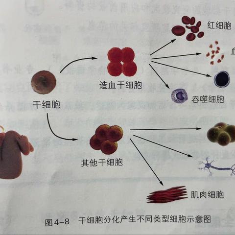 高中生物金锦双名师工作室教学研讨活动之课例——《细胞通过分裂增殖（一）》