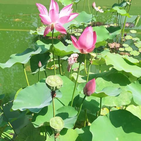 夏