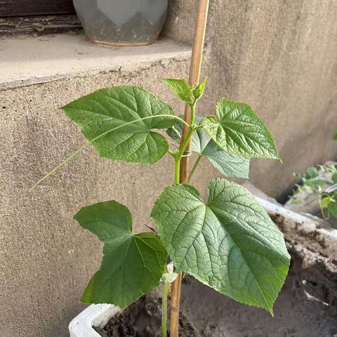 我的青瓜秧观察日记（完结）