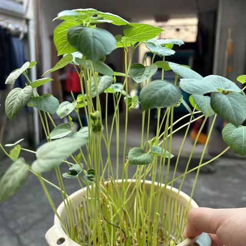 我的红豆芽培育记（完结）