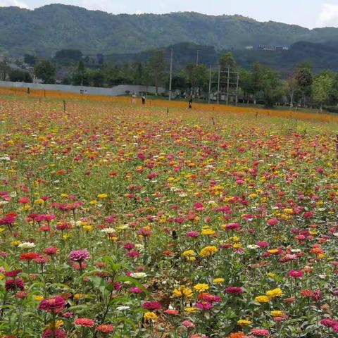 鲜花汇集