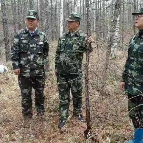 大兴安岭林业集团公司生态修复处深入阿木尔林业局进行母树林踏查工作