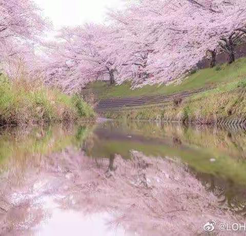 风雨同舟，共赏樱花盛开——石油普教中心礼泉分校四年级“居家防疫”纪实