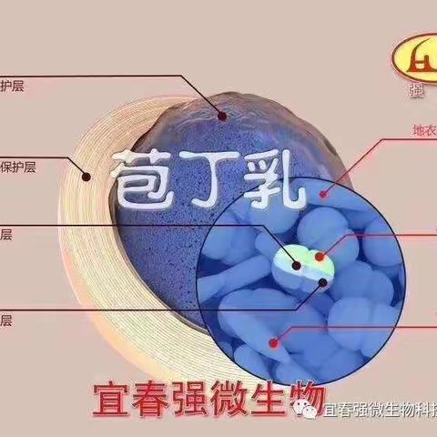 辛集前营乡蛋鸡养殖场使用强微“苞丁乳”全程没有发现球虫和肠道疾病