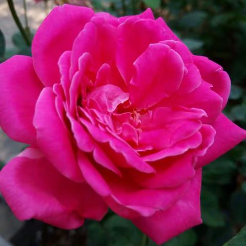 遇花便赏，有酒则饮。人生随处是风景。