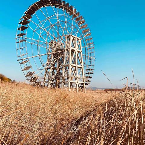 一月走园——太湖湿地公园