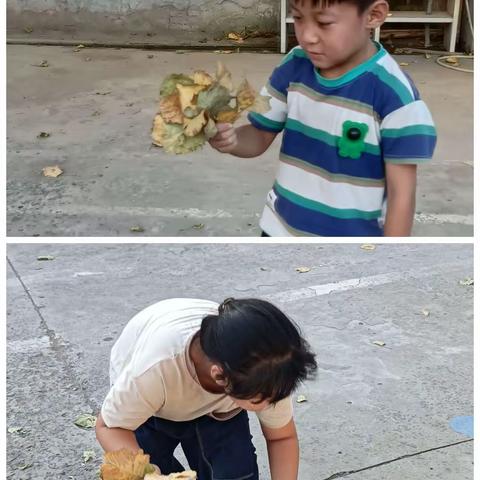 大白杨永远陪伴我们成长