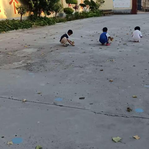 捡树叶