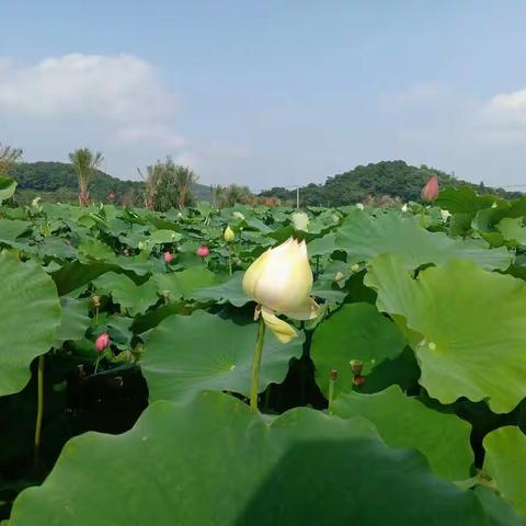 小网格里的大爱心