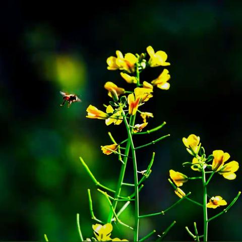 蜜蜂“嗅”花