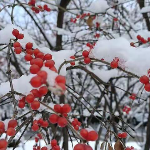 银川的雪  2020年11月21日