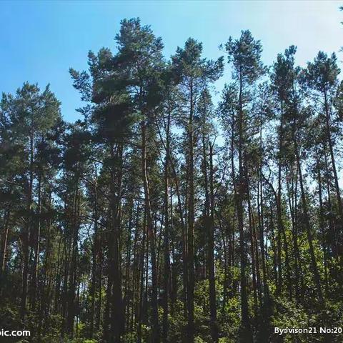 伊犁州龙华进出口贸易有限公司和伊犁州龙华天然生物科技有限公司为伊宁市学校捐赠树苗