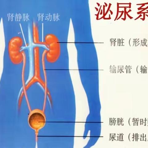 【泌尿外科】输尿管结石常见问题解答