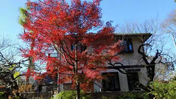 红枫树木市场价格多少