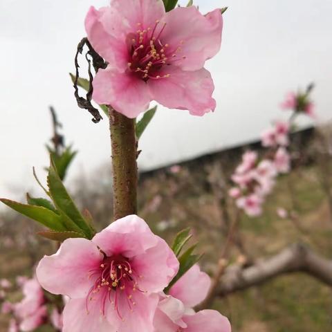 桃花绽放春意浓 踏青赏花正当时