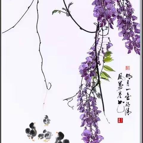 四月风来，紫藤花开