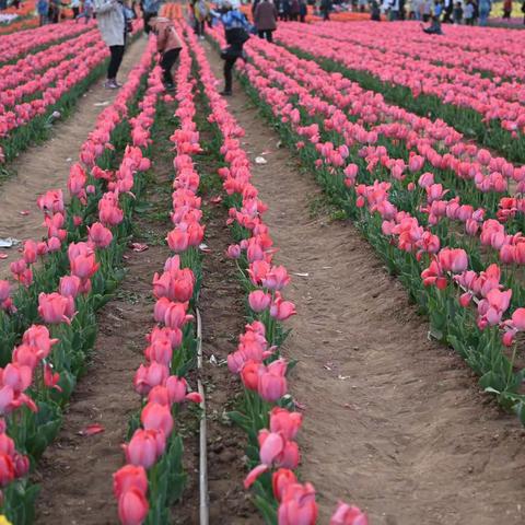 与娇艳的郁金香来一张亲密合影